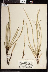 Equisetum hyemale image