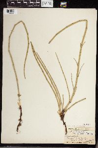 Equisetum hyemale image