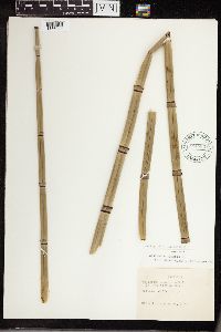 Equisetum hyemale image