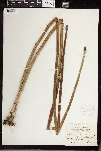 Equisetum hyemale image