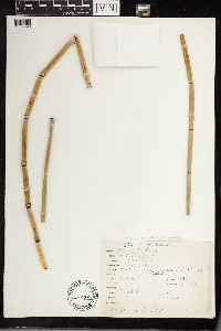 Equisetum hyemale image