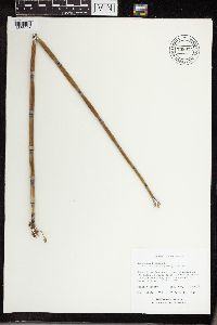 Equisetum hyemale image