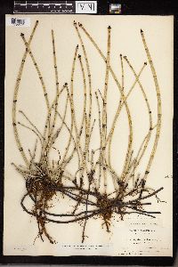 Equisetum hyemale image