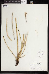 Equisetum hyemale image