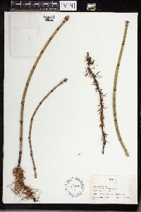 Equisetum hyemale image