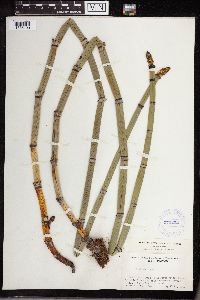 Equisetum hyemale image