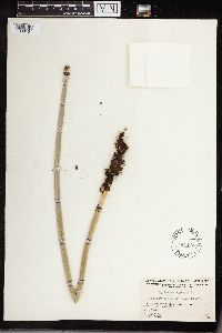 Equisetum hyemale image
