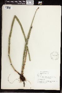 Equisetum hyemale image
