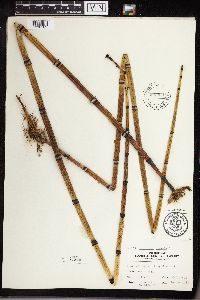 Equisetum hyemale image