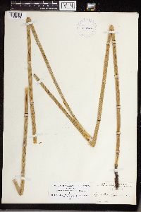 Equisetum hyemale image