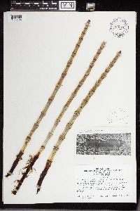 Equisetum hyemale image