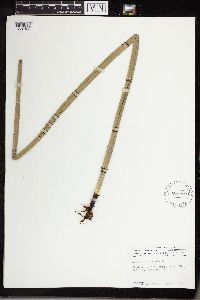 Equisetum hyemale image