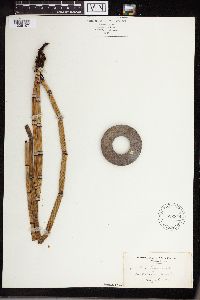 Equisetum hyemale image