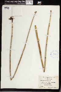 Equisetum hyemale image
