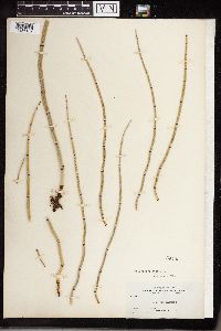 Equisetum hyemale image