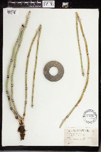 Equisetum hyemale image