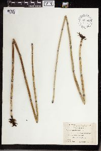 Equisetum hyemale image