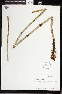 Equisetum hyemale image