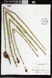 Equisetum hyemale image