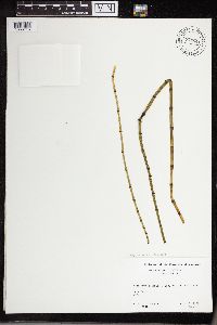 Equisetum hyemale image