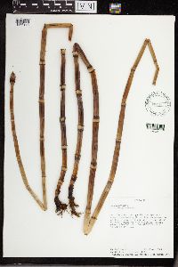 Equisetum hyemale image
