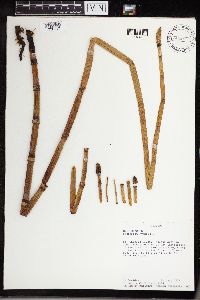 Equisetum hyemale image