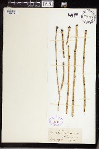 Equisetum hyemale image