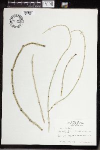 Equisetum hyemale image