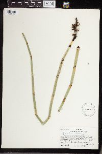 Equisetum hyemale image