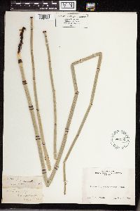 Equisetum hyemale image