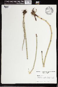 Equisetum hyemale image