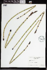 Equisetum hyemale image