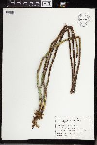 Equisetum hyemale image