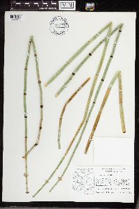 Equisetum hyemale image