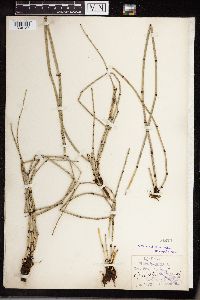 Equisetum hyemale image