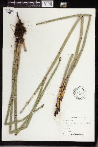 Equisetum hyemale subsp. affine image