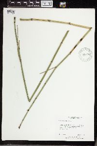 Equisetum hyemale subsp. affine image
