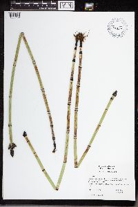 Equisetum hyemale subsp. affine image