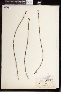 Equisetum hyemale subsp. affine image