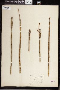 Equisetum hyemale subsp. affine image