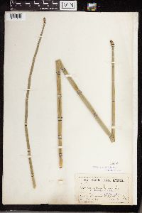 Equisetum hyemale subsp. affine image