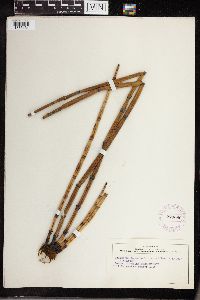 Equisetum hyemale subsp. affine image