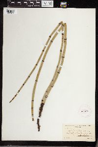 Equisetum hyemale subsp. affine image
