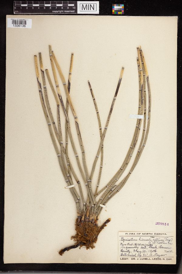 Equisetum hyemale subsp. affine image