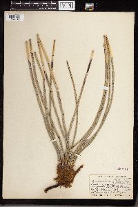 Equisetum hyemale subsp. affine image