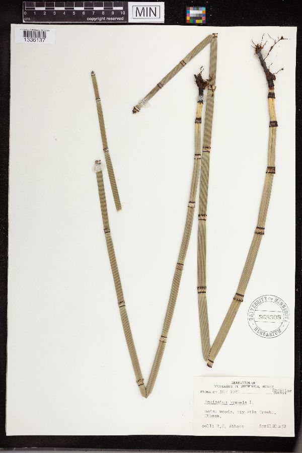 Equisetum hyemale subsp. affine image