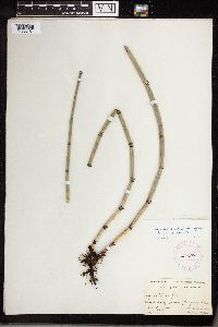 thumbnail image of current specimen
