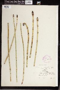 Equisetum laevigatum image