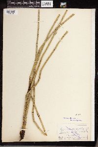 Equisetum laevigatum image