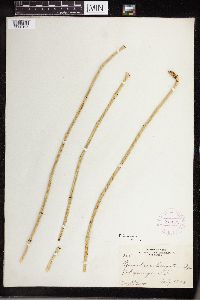 Equisetum laevigatum image